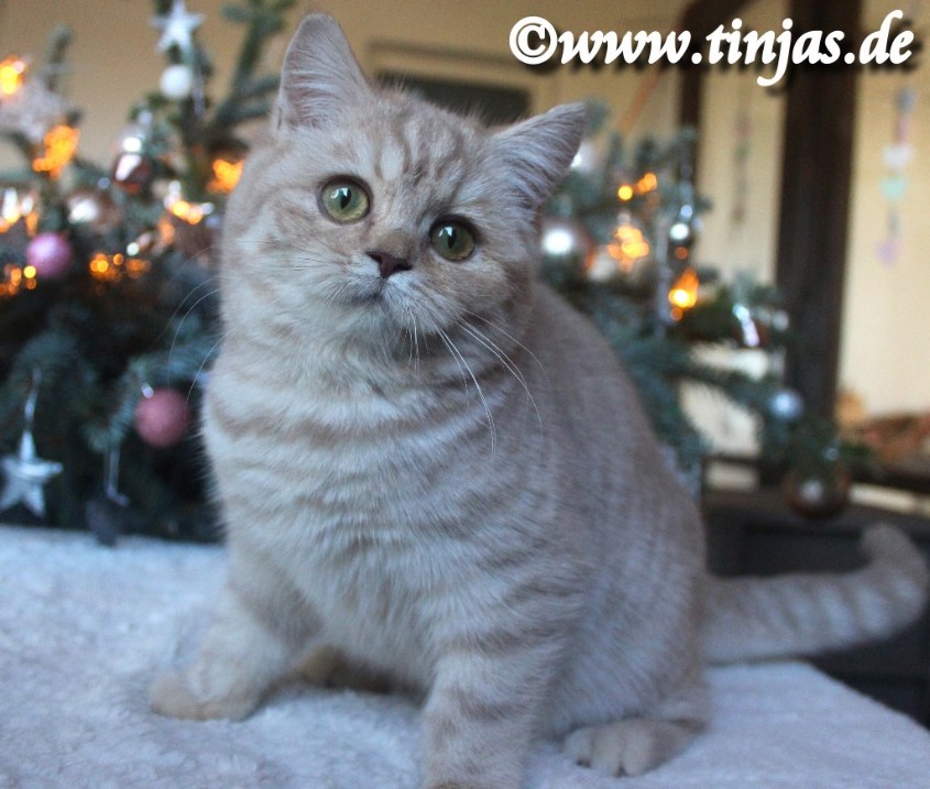 BKH fawn silver tabby spotted</A>